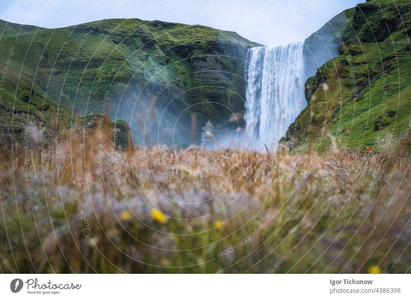 Der beliebteste Wasserfall in Island - Skogafoss. Grasfeld im unscharfen Vordergrund berühmt Landschaft Fluss Sommer schön strömen reisen Tourismus Fossil