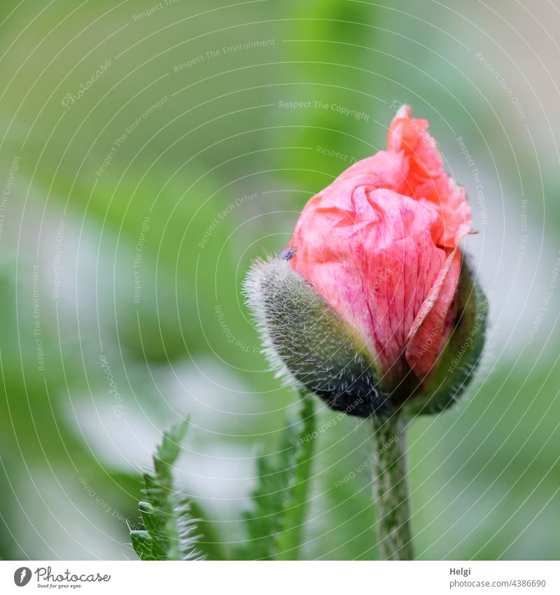 Mo(h)ntag - aufbrechende Knospe einer Mohnblüte Mohnknospe Schwache Tiefenschärfe Menschenleer Außenaufnahme Farbfoto Blüte Blume Pflanze Macroaufnahme