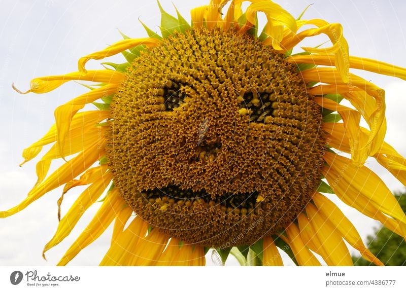 fast verblühte Sonnenblume mit einem Gesicht / Saisonende Blume Helianthus annuus Asternartige Zungenblüte Röhrenblüte gelb traurig Humor witzig Spass
