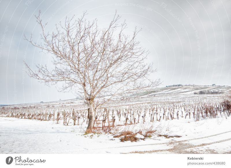 Winter am Weinberg Weinbau Alkohol Sinnesorgane Erholung Landschaft Tier Wolken Eis Frost Schnee Baum Hügel frieren verblüht kalt nachhaltig blau braun