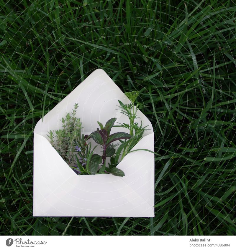 Verschiedene Kräuter im Briefumschlag Kräutergarten grün Außenaufnahme Gras Farbfoto Garten Natur frisch Pflanze Sommer