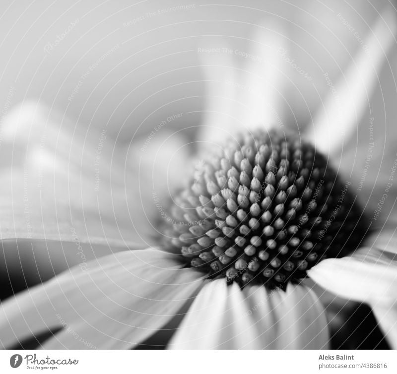 Margerite in schwarzweiß margeriten Blume Natur Sommer Schwarzweiß Schwarzweißfoto Blüte Außenaufnahme Blühend Nahaufnahme Macro