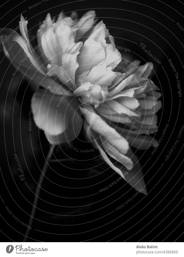 Pfingstrose, von der Seite, in schwarzweiß Pfingstrosenbluete Blume Blüte Nahaufnahme Schwarzweiß Schwarzweißfoto Detailaufnahme Blühend
