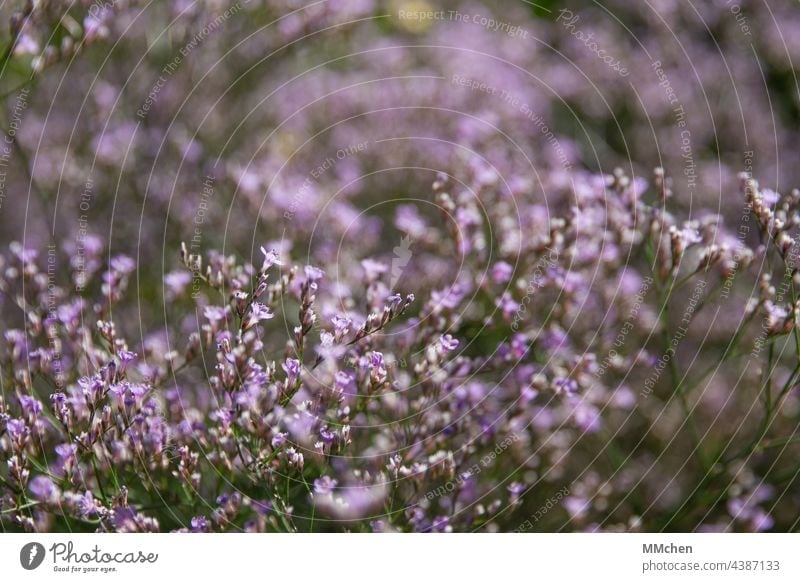 Pflanze mit kleinen lila Blüten grün bunt filigran Garten Blühend Sommer Blume Natur violett Frühling Unschärfe Makroaufnahme Wachstum Duft natürlich