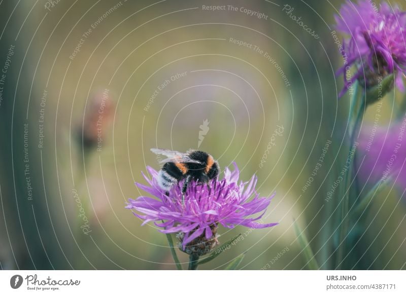 die kleine gelb schwarz gestreifte Hummel bestäubt fleißig pinkfarbene Blüten Insekt Makroaufnahme Natur Tier Farbfoto Nahaufnahme Pollen Flügel Wildtier Biene