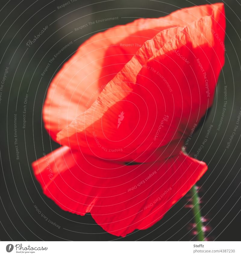 Der Mohn / beharrt auf Rot / Verweilt Mohnblüte roter Mohn Mohnblume Papaver blühender Mohn Haiku poetisch rote Wildblume rote Blüte rote Blume Wildpflanze