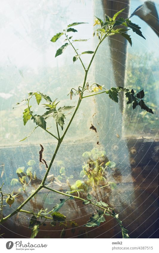 Gewächshäusliches Leben Tomatenstrauch Tomatenpflanze Zweige Farbfoto Wachstum wachsen natürlich Garten Glas Gewächshaus geheimnisvoll Sonnenlicht Schatten