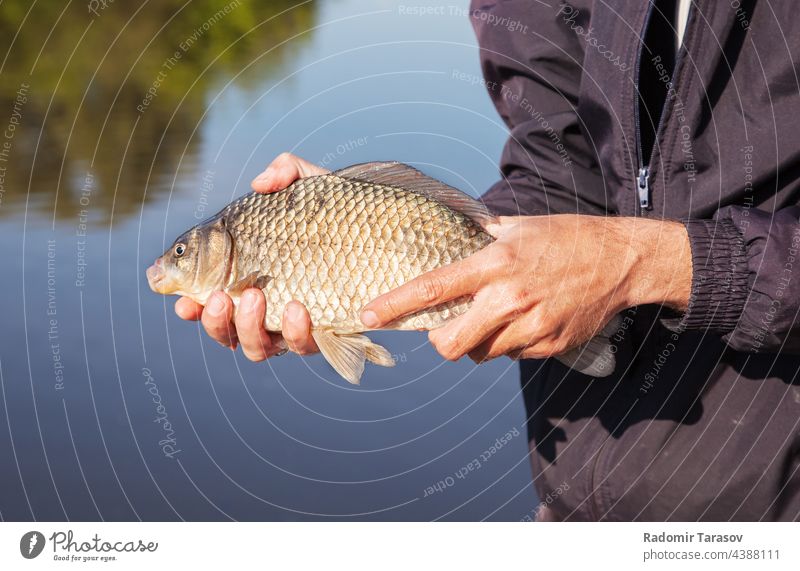 Angler hält Karpfen fangen Fisch Tier Beteiligung Natur Wasser Süßwasser Flosse Hobby Kopf Fluss Fischer Mann Kruzianer Hand groß Tierwelt Mund Licht im Freien