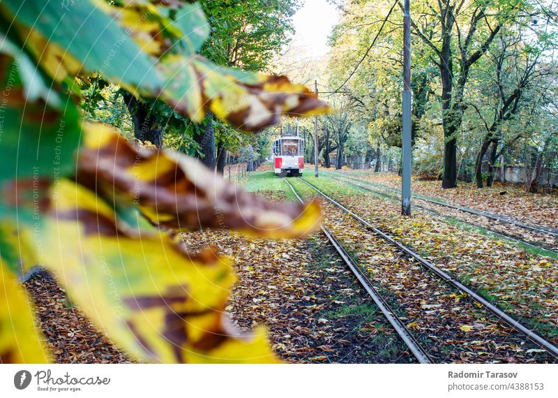Straßenbahnfahrten auf Schienen im Herbst Eisenbahn urban rot Baum Tourismus Bahn Natur retro Verkehr reisen Landschaft Schönheit Weg schön Saison natürlich