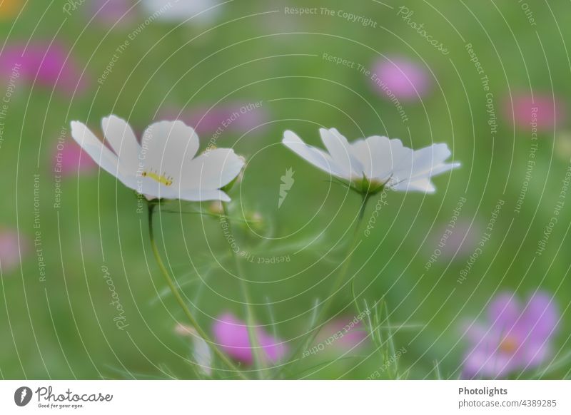 Cosmea Zwillinge vor grün pinken unscharfen Hintergrund Schmuckkörbchen Blumenbeet botanisch Kosmee Cosmeablüten verwischt Unschärfe Tageslicht Natur Blüte