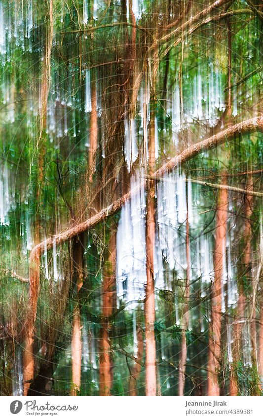abstraktes Waldgeschehen Bäume Natur Landschaft Umwelt Pflanze Holz chaotisch Baum Forstwirtschaft Klima Klimawandel Abholzung Zerstörung Baumstamm Waldsterben