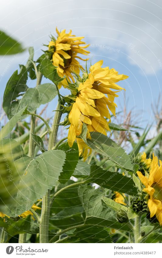 Sonnenblumen vom Wind zerzaust Sonnenblumenfeld Sommer Sommerzeit draußensein gelb windig Blütenpflanze Natur Feld Blume Pflanze Außenaufnahme Landschaft