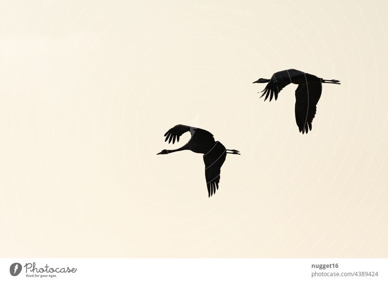 Silhouetten von fliegenden Kranichen im Morgenlicht Himmel Natur Vogel Außenaufnahme Wildtier Farbfoto Tier Menschenleer Umwelt Zugvogel Schwarm Tiergruppe