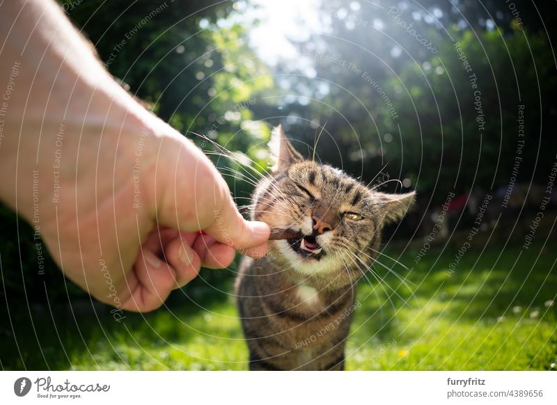 Handfütterung einer getigerten Katze mit Leckerli-Stick im Freien Natur grün Gras Rasen Wiese Garten Vorder- oder Hinterhof sonnig Tabby Tierhalter