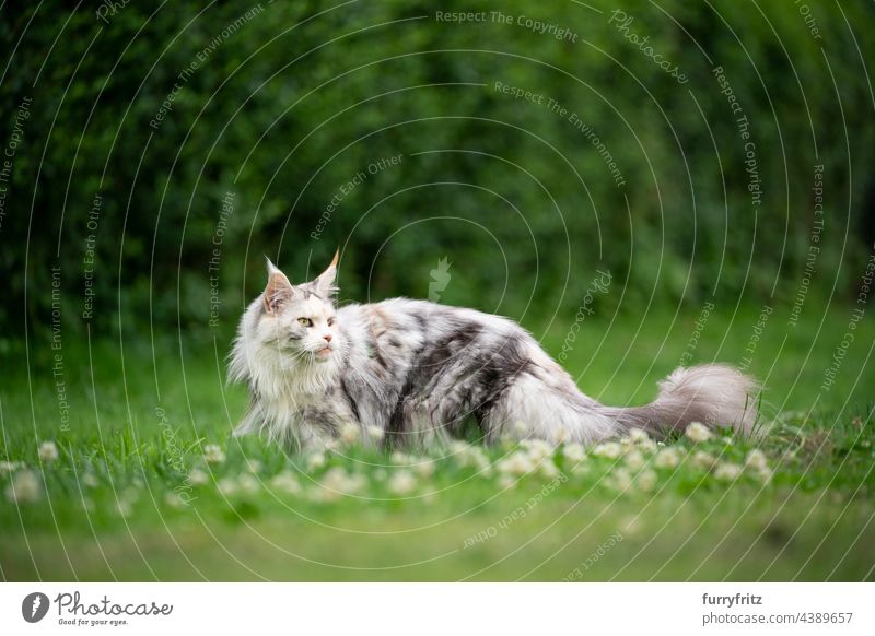 schöne maine coon Katze im Freien auf grünem Rasen Natur Gras Wiese Garten Vorder- oder Hinterhof weiß maine coon katze Seitenansicht Blick nach hinten