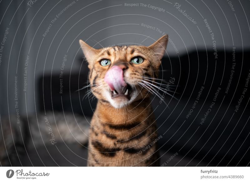 hungrige Bengalkatze leckt Lippen und Nase Porträt Katze Rassekatze bengalische Katze Haustiere katzenhaft Fell schön braun gepunktet Kurzhaarkatze