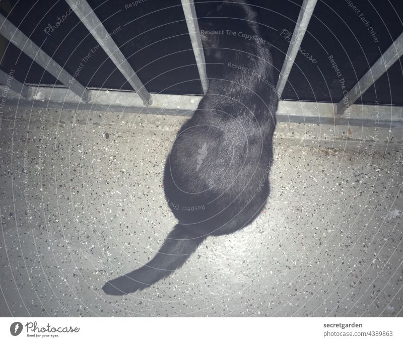 Nachts sind alle Katzen schwarz Trash Balkon Geländer Brüstung Vogelperspektive Hauskatze neugierig Neugier Abend Fussboden Sprenkel Gitter vergittert Gefängnis