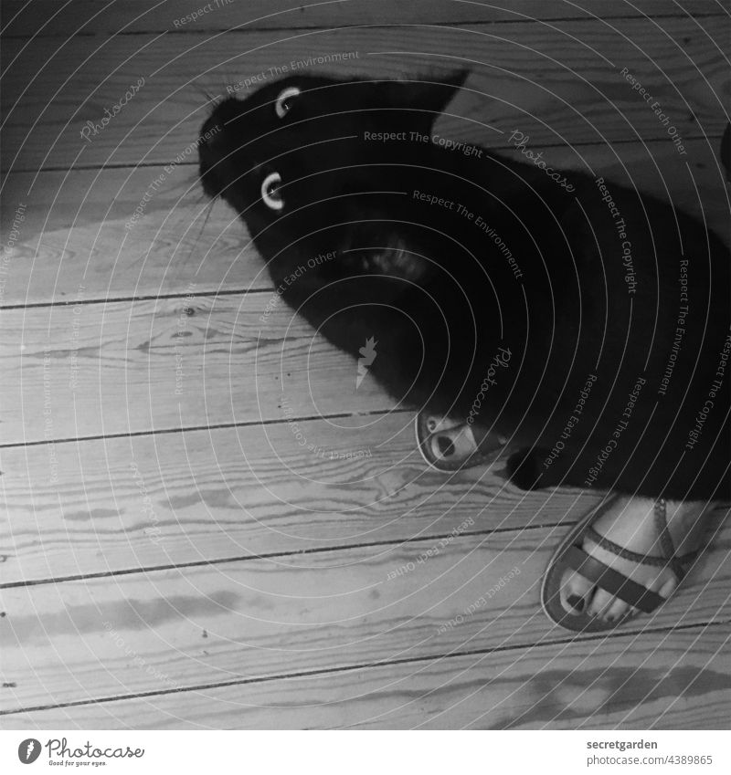 Fehler in der Matrix Katze Vogelperspektive Füsse Sandalen Zufriedenheit Schwarzweißfoto neugierig Haustier Füße Sommer Holzboden Fussboden feminin Nagellack