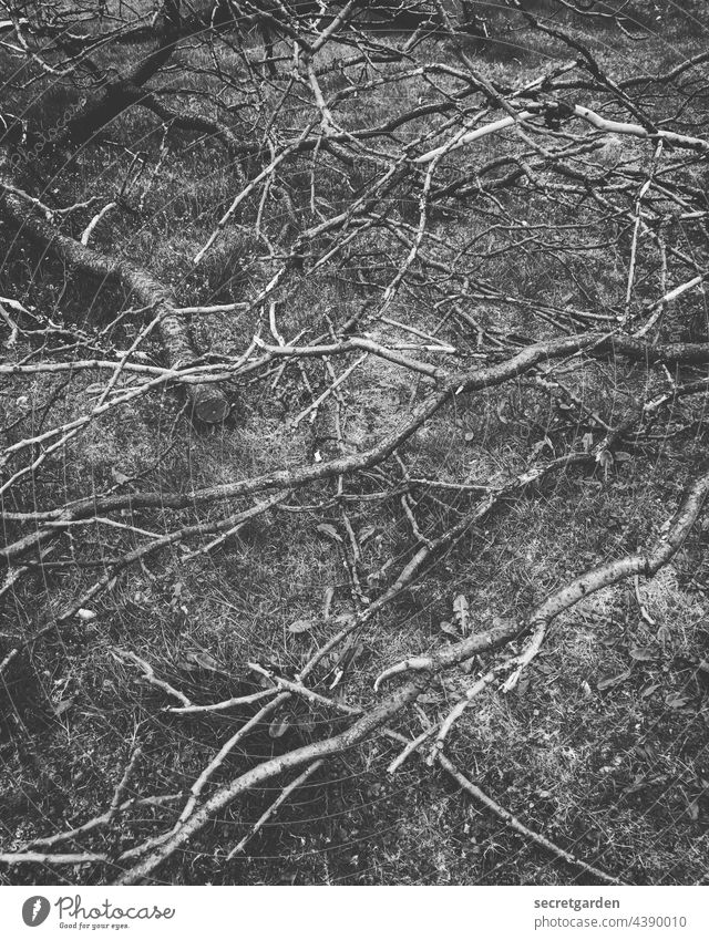 Holz vor der Hütte. düster depressiv verästelt Äste Natur Ast Schwarzweißfoto minimalistisch Muster trist kahl Winter zerstört kaputt Kahlschlag Baum