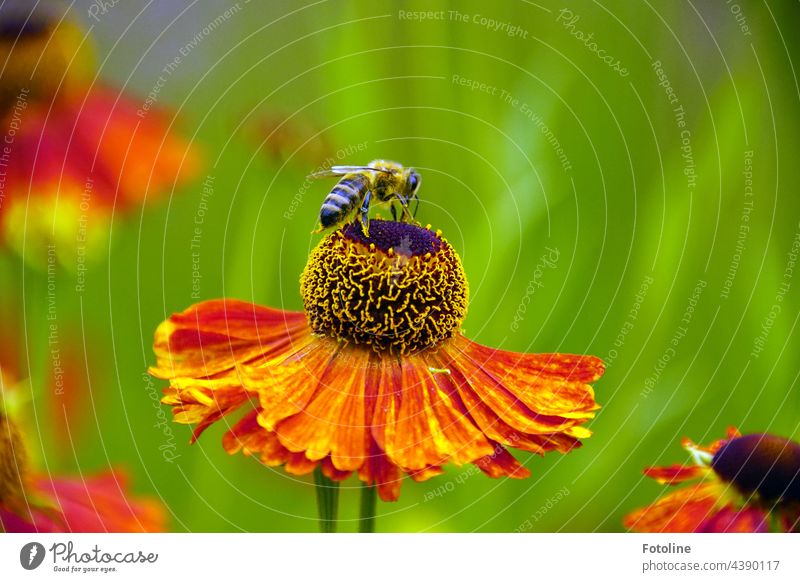 Gärtnern für Anfänger XII - Sonnenbraut wird von einer Honigbiene geküsst. Blume Pflanze Natur Außenaufnahme Farbfoto Menschenleer Tag Garten Blüte grün