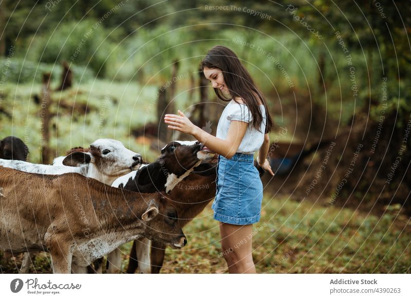 Glückliche Frau mit Kälbern auf dem Lande Wade Landschaft Tier Streicheln Weide Sommer Zusammensein niedlich Kraulen jung Teenager Reisender Umwelt Natur Feld