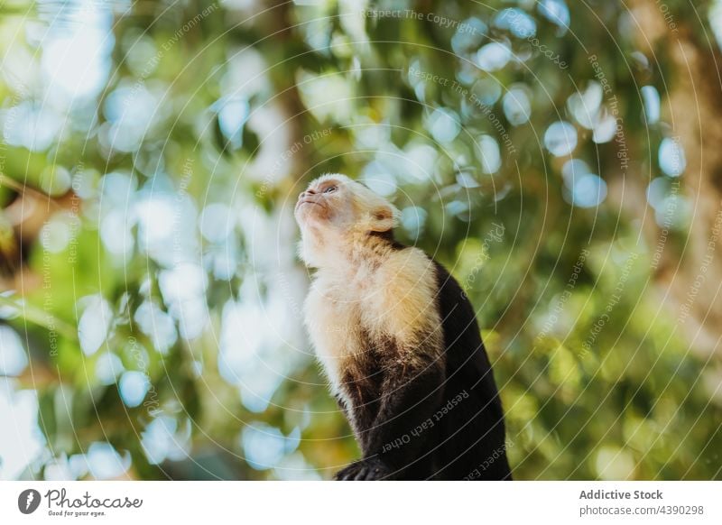 Niedlicher Affe auf Baum sitzend Nachahmer des Cebus Tier wild Natur Umwelt Tierwelt Fauna exotisch neugierig klein Ast Wald tropisch Kreatur Säugetier