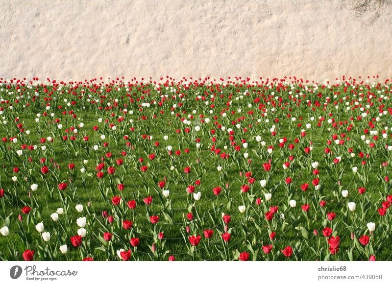 Tulpenwiese Landschaft Pflanze Frühling Schönes Wetter Blume Gras Garten Park Wiese Stimmung Farbfoto Außenaufnahme Menschenleer Tag Licht Kontrast