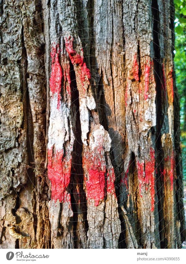 Wanderwegmarkierung an einem Baum rot-weiß-rot mehrfarbig wandern Natur Wege & Pfade Ferien & Urlaub & Reisen Wanderzeichen Wegweisend Schilder & Markierungen