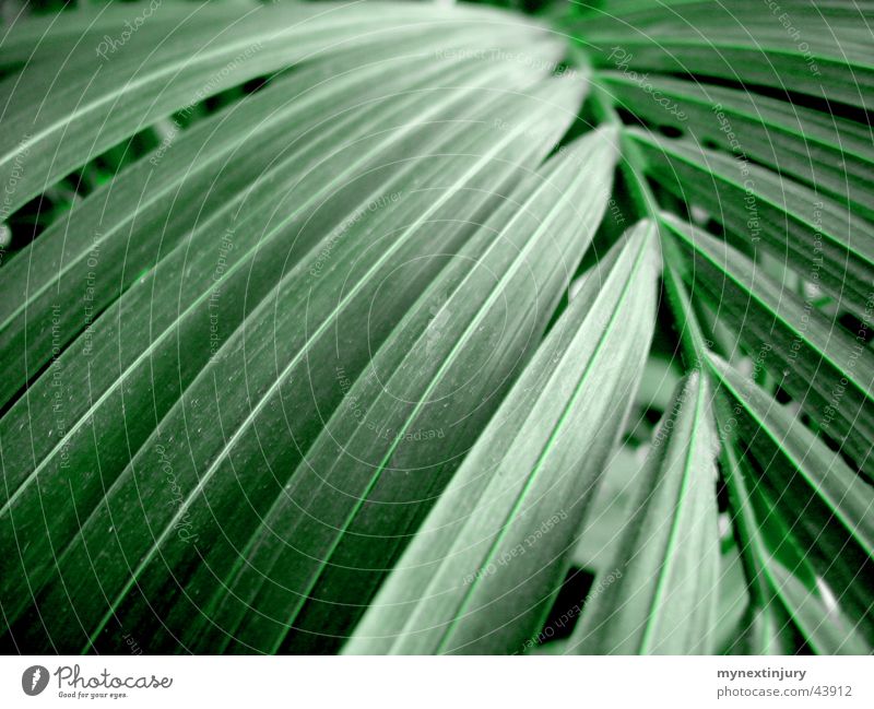 Grünzeug in Palmenform Blatt grün Grünpflanze Hintergrundbild Detailaufnahme Marko Farbe