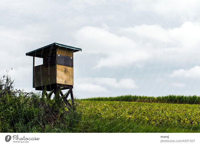 Hochsitz in einem Kürbisfeld. erhöht überblicken Jagd Feld Landwirtschaft Himmel Überblick Einsamkeit