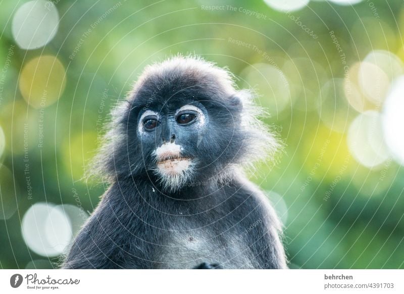 träumer beeindruckend verträumt träumen nachdenklich Asien Freiheit Ferne Affen Fell Malaysia Kontrast augen Tierporträt fantastisch Ferien & Urlaub & Reisen