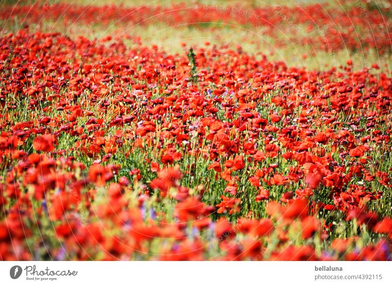 verblühtes Mohnfeld Blume Blüte rot Sommer Pflanze Natur Mohnblüte Farbfoto Klatschmohn Außenaufnahme Wiese Feld roter mohn mohnwiese intensiv Landschaft Idylle