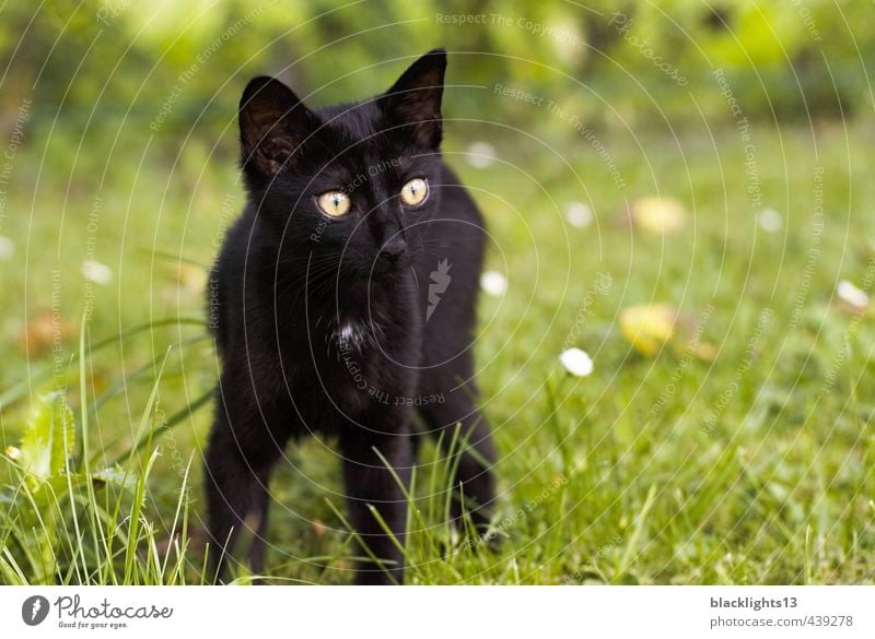 Katze "Kot Kuba" Hauskatze Haustier Katzenauge Auge Blick Tier schwarz Außenaufnahme Sommer Rasen Fröhlichkeit Tierjunges Gesicht Spielen