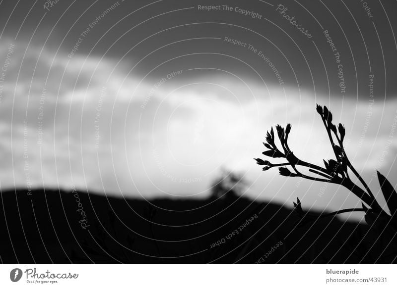 Ein Gewitter zieht auf Wolken dunkel schwarz grau weiß Blüte Pflanze Hintergrundbild diagonal Blütenknospen