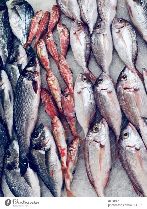 Frischer Fisch Markt frisch Marseille glänzend Hering Sprotten orange blau grau weiß Lebensmittel Farbfoto Ernährung Tier Totes Tier Menschenleer Fischmarkt