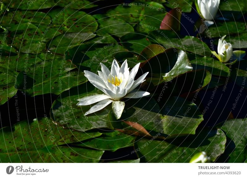 Eine Seerose. Das Weiss der Unschuld im Teich. Kontrast im Morast. nymphaea alba weiß grün gelb Wasser schwimmen Blätter Seerosenblätter Wasserbecken Garten