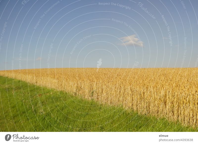 ein Viertel grüne Wiese, ein Viertel gelbes Weizenfeld, die Hälfte blauer Himmel und eine weiße Dekowolke / Agrarwirtschaft / Erntezeit Geometrie Schlag golden
