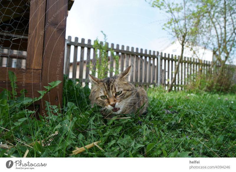 Graue Katze frisst Gras im Garten fotografiert aus tiefer Perspektive Natur Tier Haustier Wiese Spielen Rasen Nahrung Futterquelle Futtersuche getigert