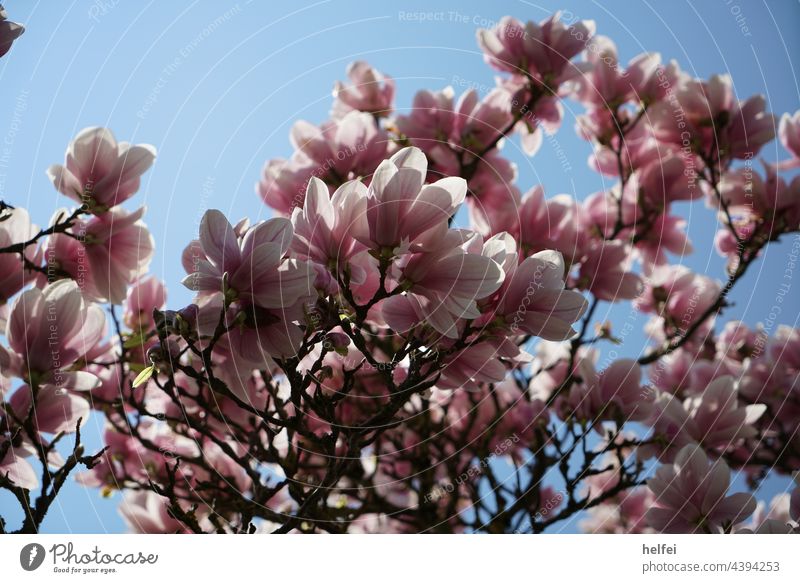 Magnolien Blüte im Detail, im Frühjahr fotografiert Magnolienblüte Magnolienbaum Magnoliengewächse Frühlingspastellfarben Pastelltöne Blühend Schirmmagnolie