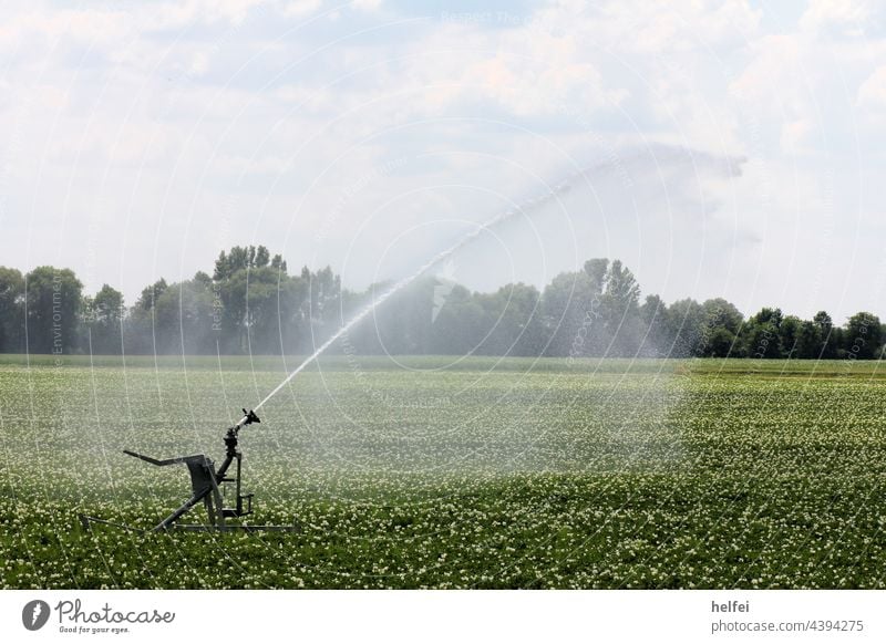 Bewässerung eines Feldes im Sommer mit Reflektion der Wassertropfen gießen Felder Trockenheit künstliche Bewässerung kunstregen Ackerbau Regentropfen