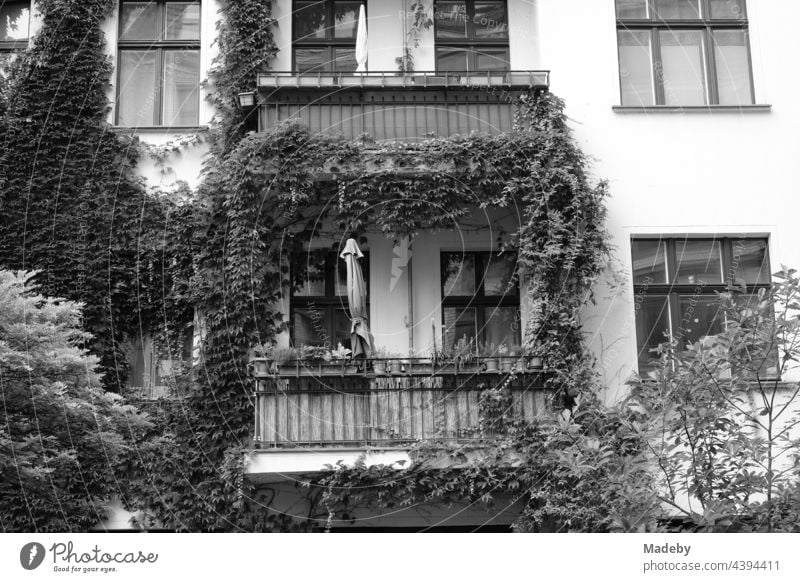 Schöner Altbau mit begrünter Fassade und großen Balkons in den Hackeschen Höfen am Hackeschen Markt in der Hauptstadt Berlin, fotografiert in traditionellem Schwarzweiß