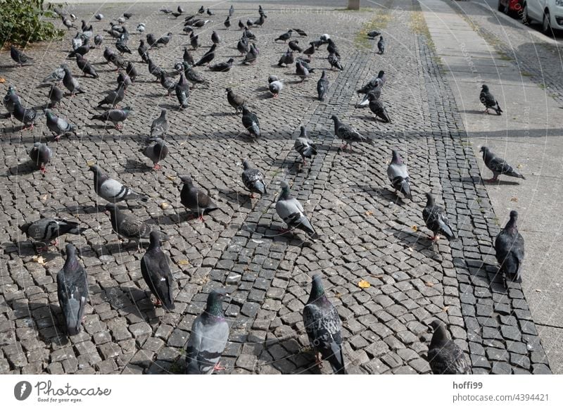 viele Tauben auf einem gepflasterten Platz Quader pflastern Stadt Stein Kopfsteinpflaster Vogel Quadrat Straße füttern verboten Taubenkot Plaza Stadtzentrum