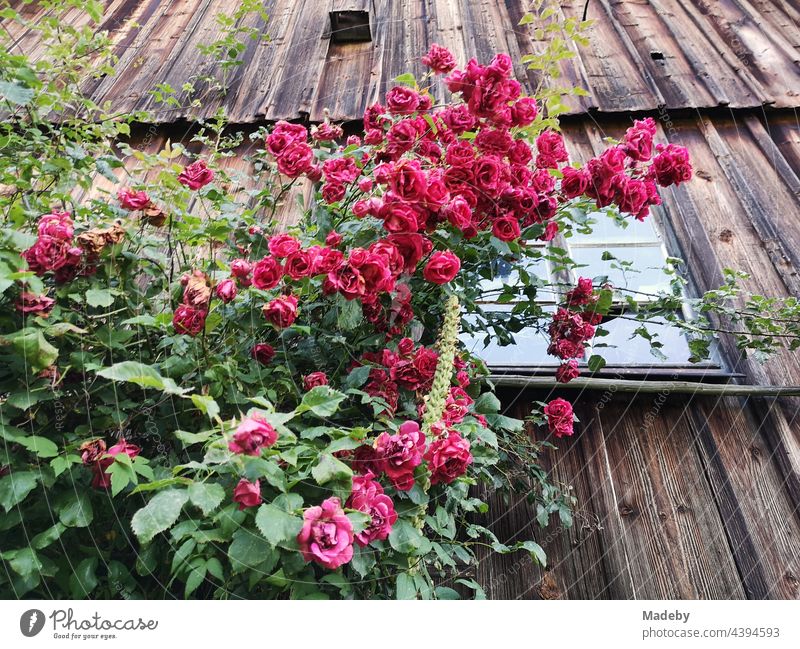Üppiger roter Rosenstrauch vor der Fassade einer alten braunen Scheune aus Holz auf einem Bauernhof in Rudersau bei Rottenbuch im Kreis Weilheim-Schongau in Oberbayern