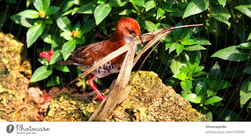 Vogel am Nestbau rot Blatt Sträucher Schnabel Vogle laufen mehrfarbig Stein tragen Zweig vertrocknet bauen
