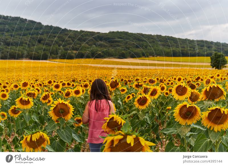 Riesiges Sonnenblumenfeld mit einem Mädchen in der Mitte des Rückens. Unerkennbares Gesicht niedlich Feld Blick Porträt Lächeln im Freien Sommer Kind Natur