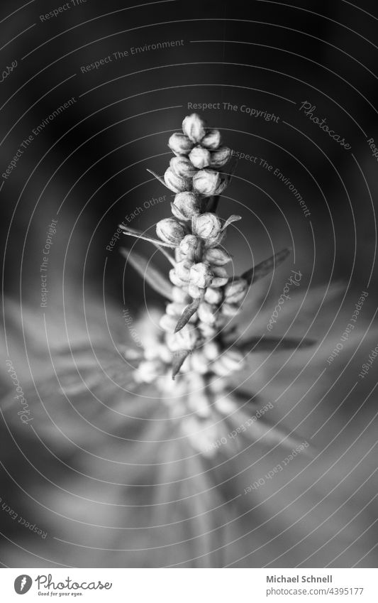 Kleine Pflanze nach oben Natur Schwarzweißfoto schwarz-weiss Schwarz-Weiß-Fotografie Außenaufnahme gerade aufrecht aufrecht stehend Stolz