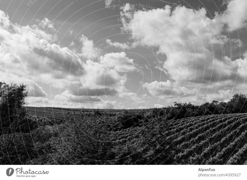 blühende Landschaften Weinberge Natur Sommer Außenaufnahme Weinbau Schönes Wetter Himmel Nutzpflanze Menschenleer Sonnenlicht Tag Umwelt Weintrauben Feld