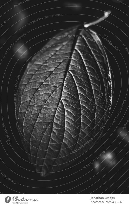 Blatt Nahaufnahme dunkel schwarzweiß Schwarzweißfoto hoher Kontrast düster Künstlerisch edel Pflanze fineart Natur Außenaufnahme Menschenleer Detailaufnahme