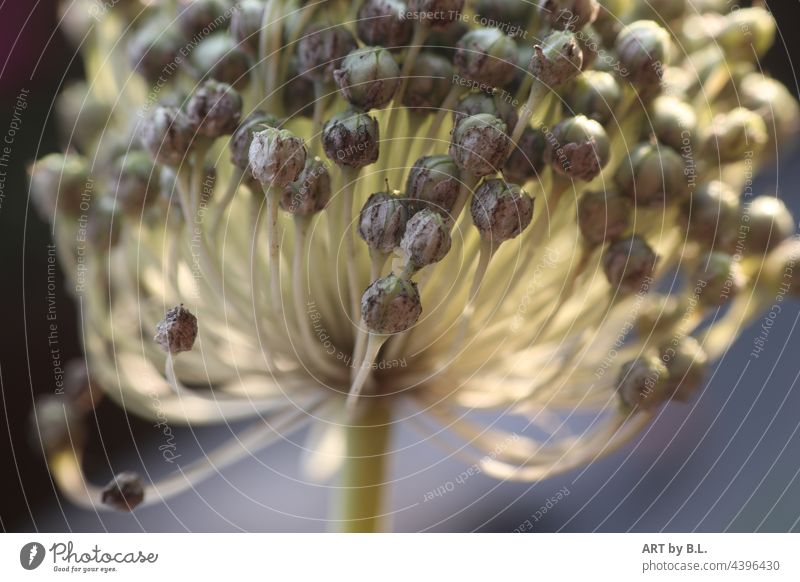 Allium ausgeblüht und vorgesorgt für das nächste Jahr jahreszeit allium blume garten ausschnitt Lauch zierlauch samen viele samen ganz viele samen filigran