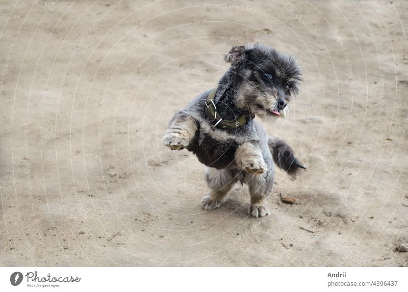 Ein verspielter schwarzer Hund steht auf seinen Hinterbeinen. Spielen mit Haustieren. Pflege und Erziehung. springen heiter spielerisch Freude Lächeln niedlich